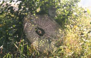 Warten auf Beute Warten auf Beute