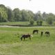 Pferde auf den Uferwiesen