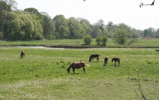 Pferde auf den Uferwiesen